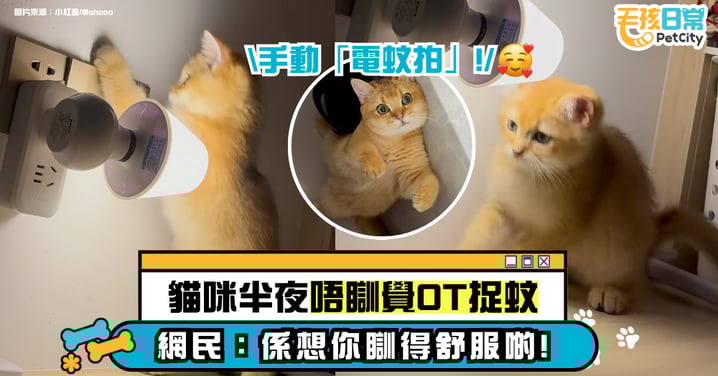 貓咪半夜不上床睡覺 竟在書桌加班拍蚊子 網笑翻：還不是為了讓你睡個好覺