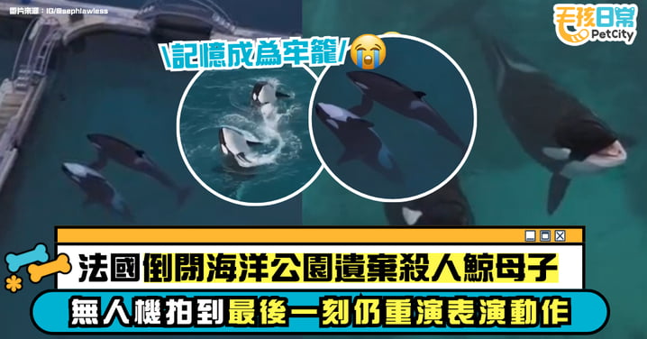 掌聲沒了，牠們還在「表演」──倒閉海洋公園遺棄殺人鯨母子，最後一刻仍掙扎游動