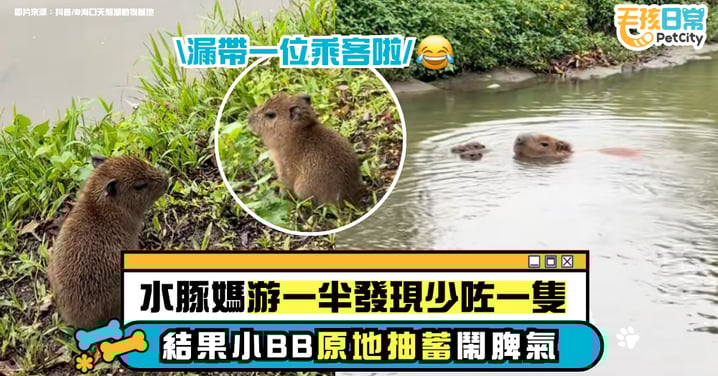 水豚媽媽開「游泳列車」漏接乘客!小BB崩潰原地抽蓄超可愛【有片】