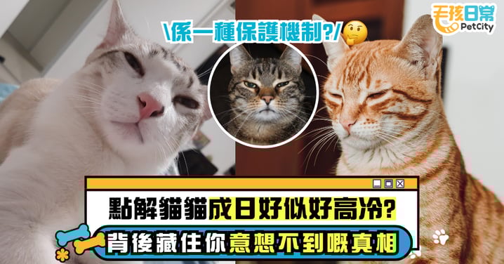 為什麼貓咪總是給人高冷印象？從多角度深入剖析貓咪的冷傲態度～