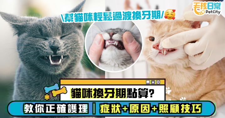 貓咪換牙期怎麼辦？教你如何正確護理與舒緩不適｜症狀、原因與護理技巧