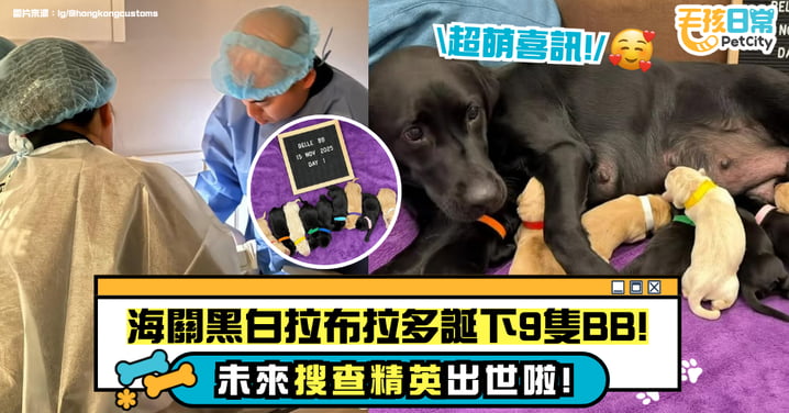 【海關超萌喜訊】黑白拉布拉多爸媽誕下 9 個寶貝!未來搜查精英在此誕生!