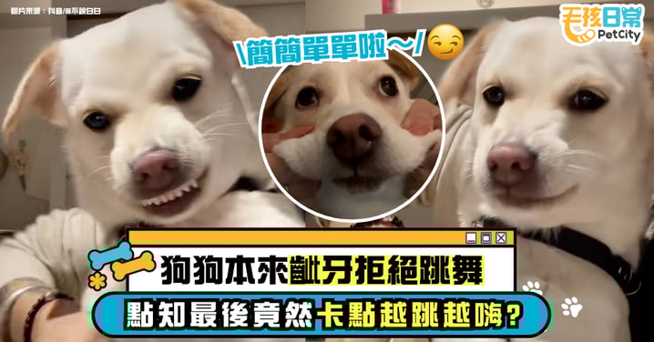 狗狗被迫跳舞卻越跳越嗨 一開始齜牙抗議 最後竟卡點跳到停不下來【有片】