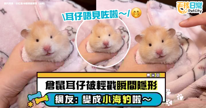 被窩裡出現「卷卷鼠餅」？主人輕戳倉鼠耳朵秒「隱形」　網笑：變成小海豹了～