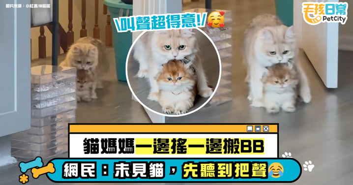 畫面太萌！貓媽媽「搖晃搬運」小貓　網笑：叫聲像燒開的水壺【有片】