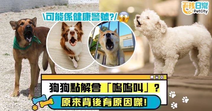 狗狗為什麼會「狼嚎」？這是好現象還是壞徵兆？原來背後有這些原因！