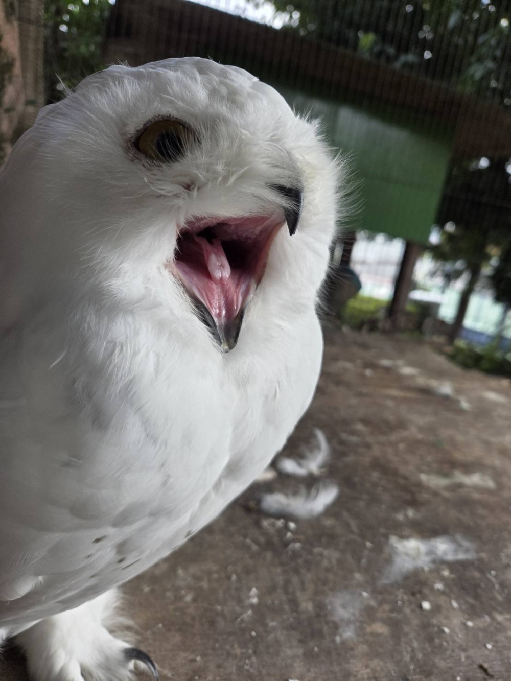 默默無名的雪鴞，一夕之間成了人氣明星。 