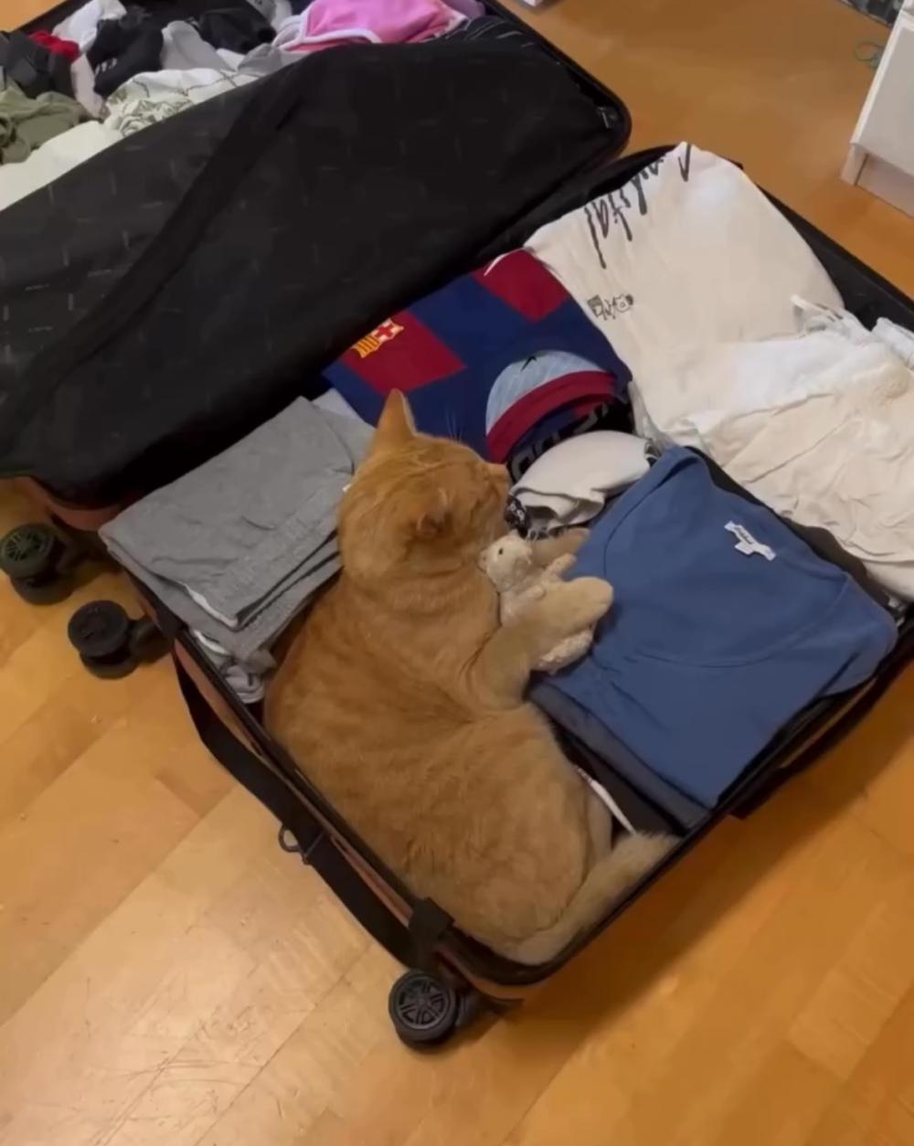 貓咪決定一起去旅行！趁家人收行李偷躺進箱子　網笑翻：行李裡多了一位毛茸乘客！
