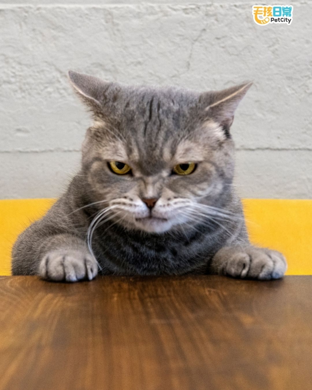 喵：今天心情不好，不想聽你說話。