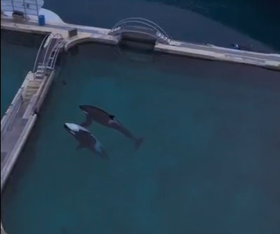 掌聲沒了，牠們還在「表演」──倒閉海洋公園遺棄殺人鯨母子，最後一刻仍掙扎游動