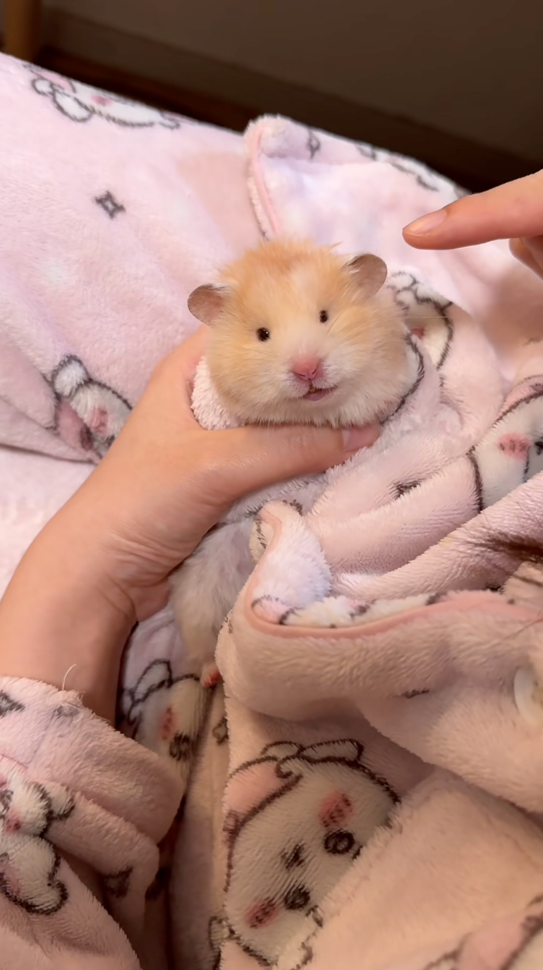 主人輕輕戳鼠鼠右耳。