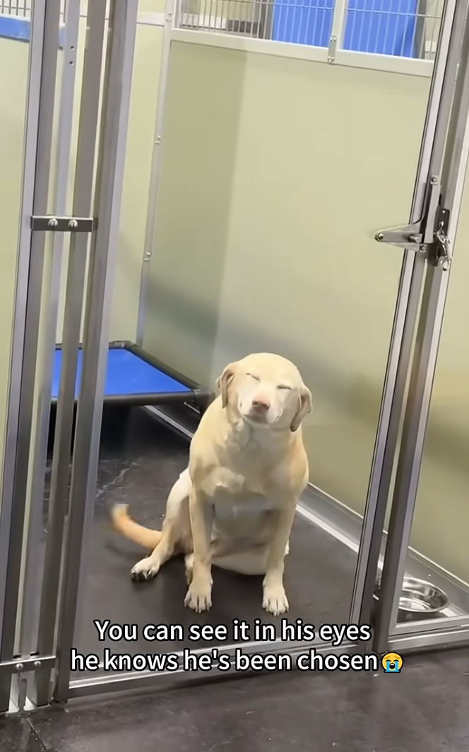 牠沒有像其他狗狗那樣興奮地跳來跳去，反而靜靜地坐著，眼睛笑得瞇成一條線，尾巴輕輕地搖著，彷彿在努力壓抑心中的激動。