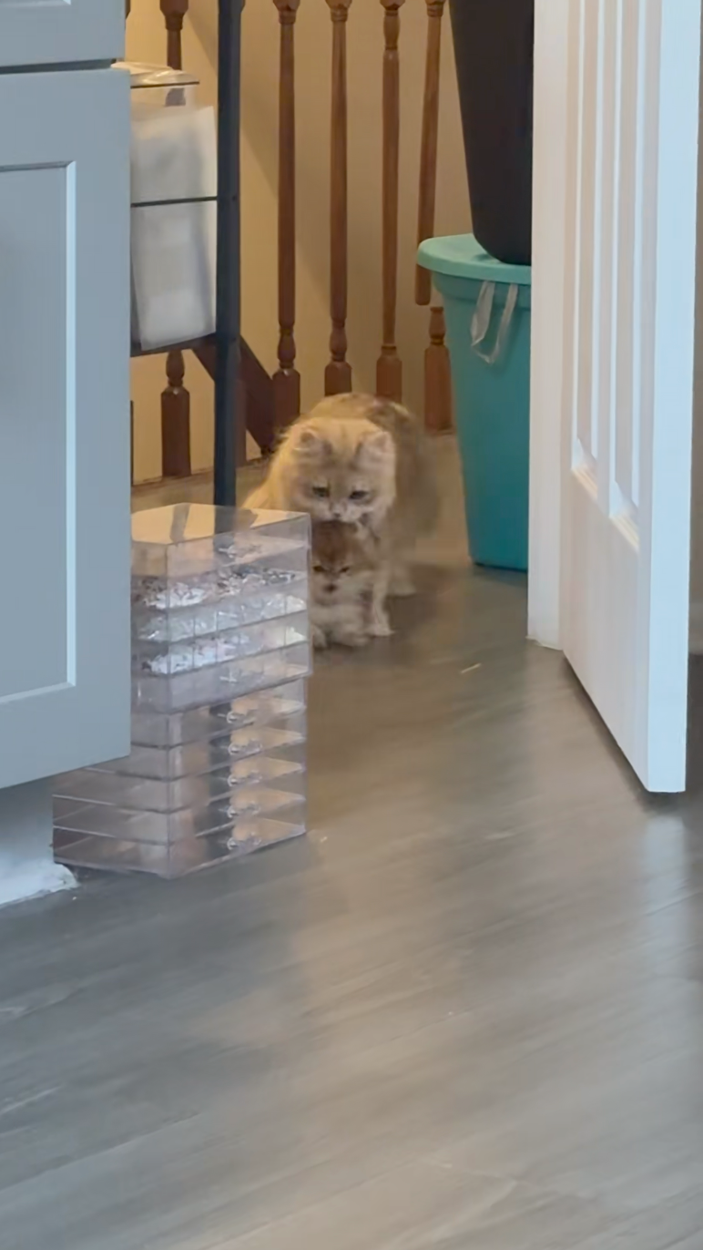 畫面太萌！貓媽媽「搖晃搬運」小貓　網笑：叫聲像燒開的水壺