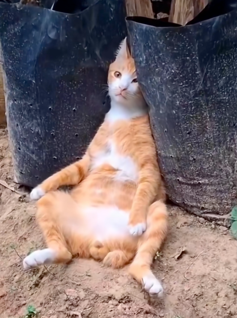 貓咪「為情所困」的樣子實在太好笑了。