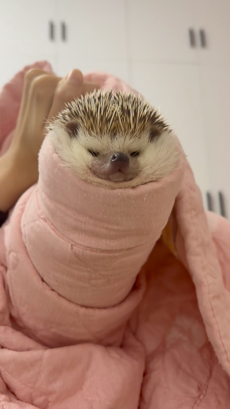 刺蝟窩進毯子化身小點心 乖巧模樣惹人喜愛