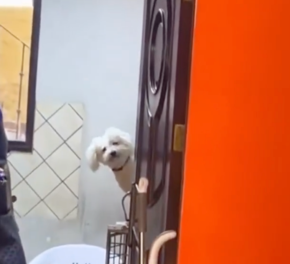 牠緊貼門口張望，彷彿深怕熟悉的人突然消失。