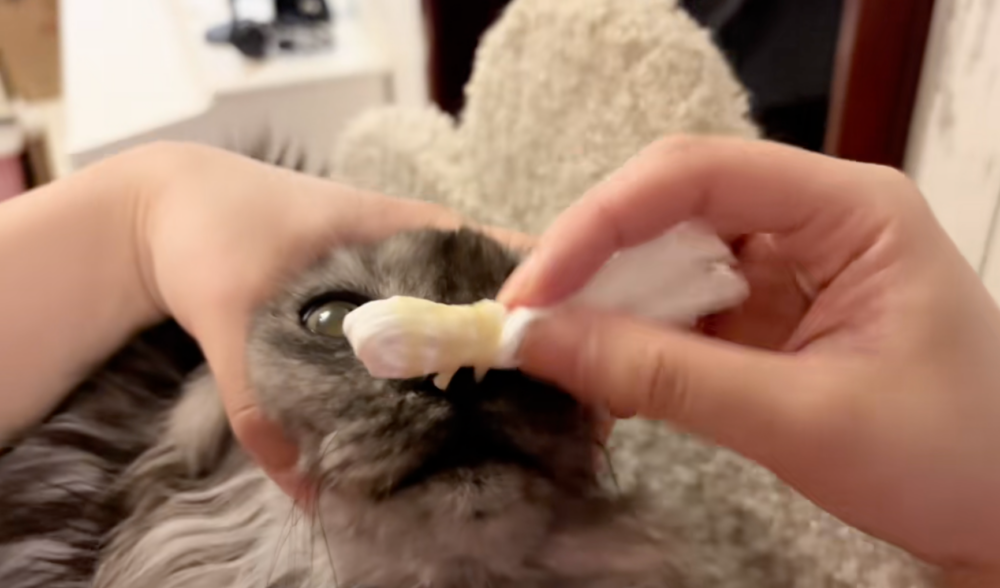 貓咪的靈魂彷彿被一點一點抽走。