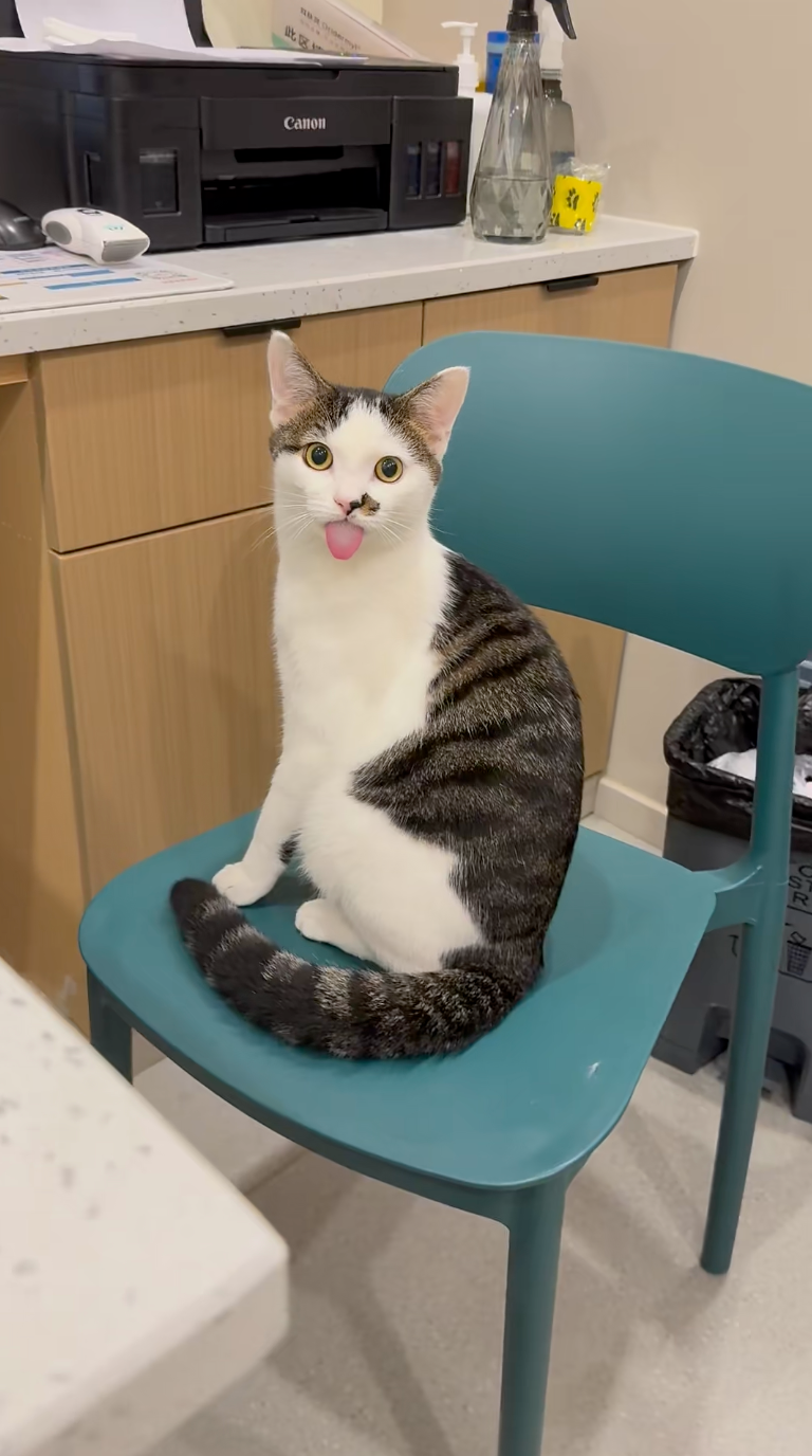 貓咪突然「舌頭外掛」 呆萌表情引爆網友熱議：牠是不是忘記收回去了？