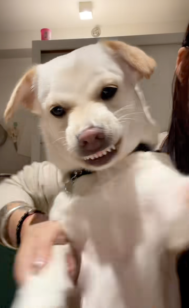 狗狗被迫跳舞卻越跳越嗨 一開始齜牙抗議 最後竟卡點跳到停不下來