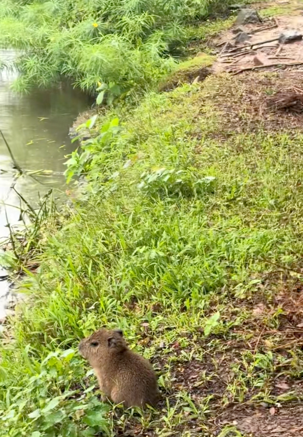 小BB：媽媽，這個兒子你還要嗎？