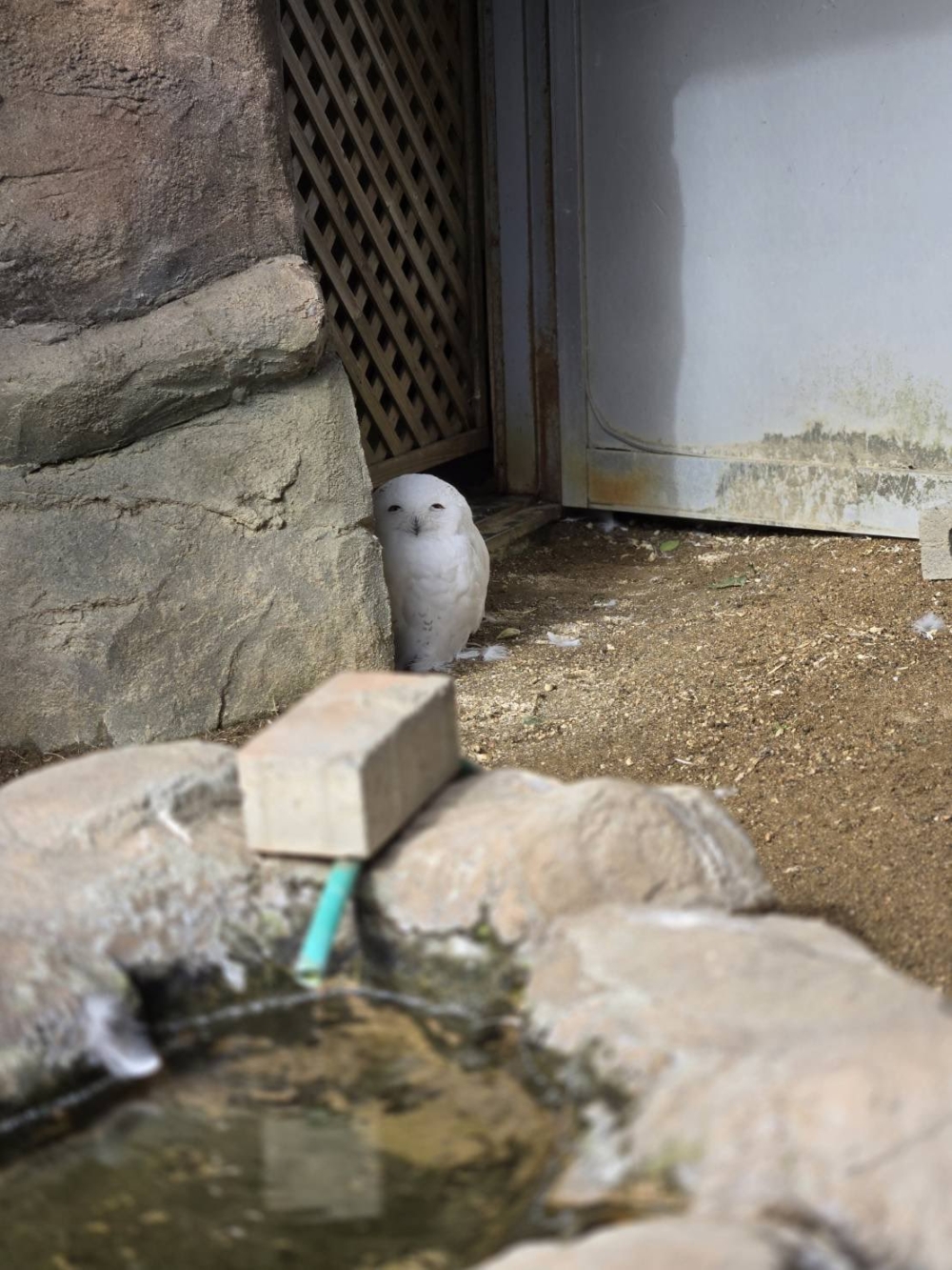 偷偷觀察飼育員，卻意外露出「迷之微笑」。 