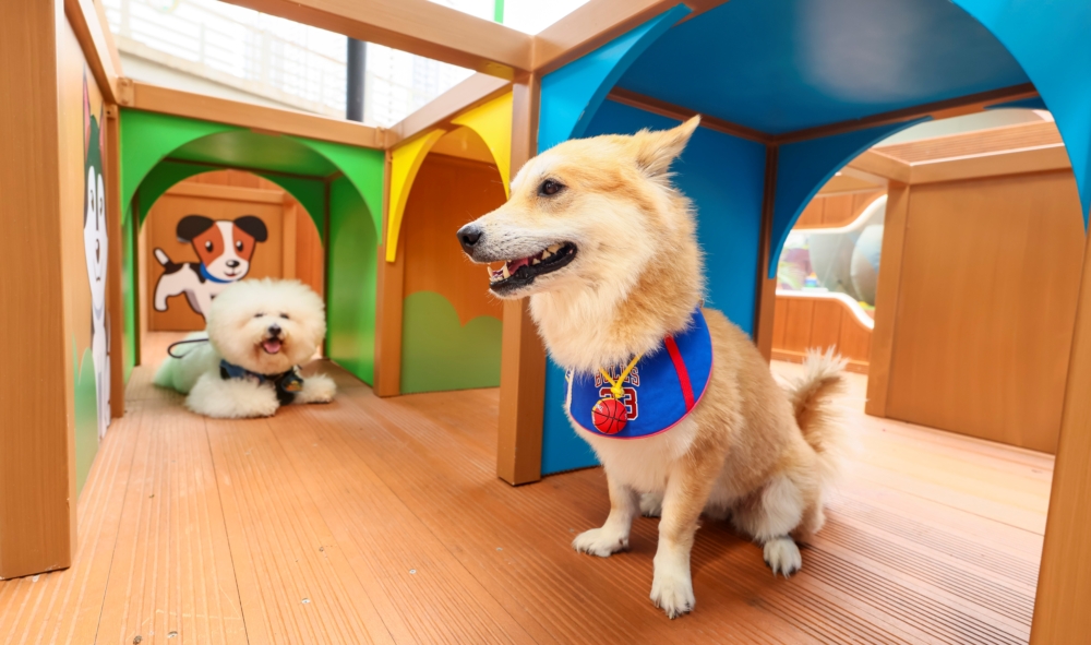 萌寵公園（小型犬專區）。