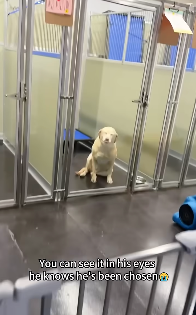 狗狗：我終於要有家了嗎？