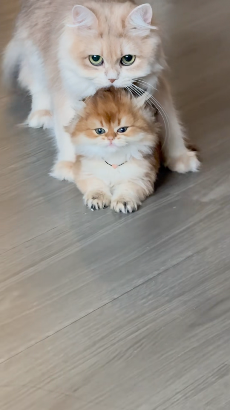 貓的影子還沒看到，聲音就先一步報到。