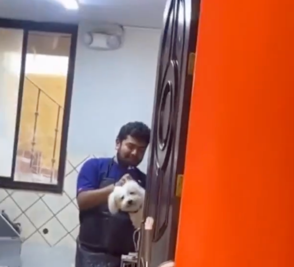 小狗從門縫探頭張望，只為確認主人仍在身旁。