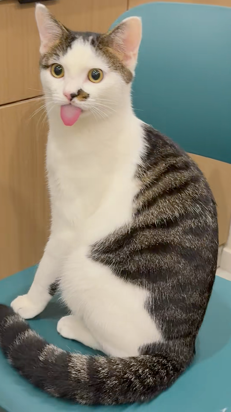 喵：嗯？你在笑什麼？