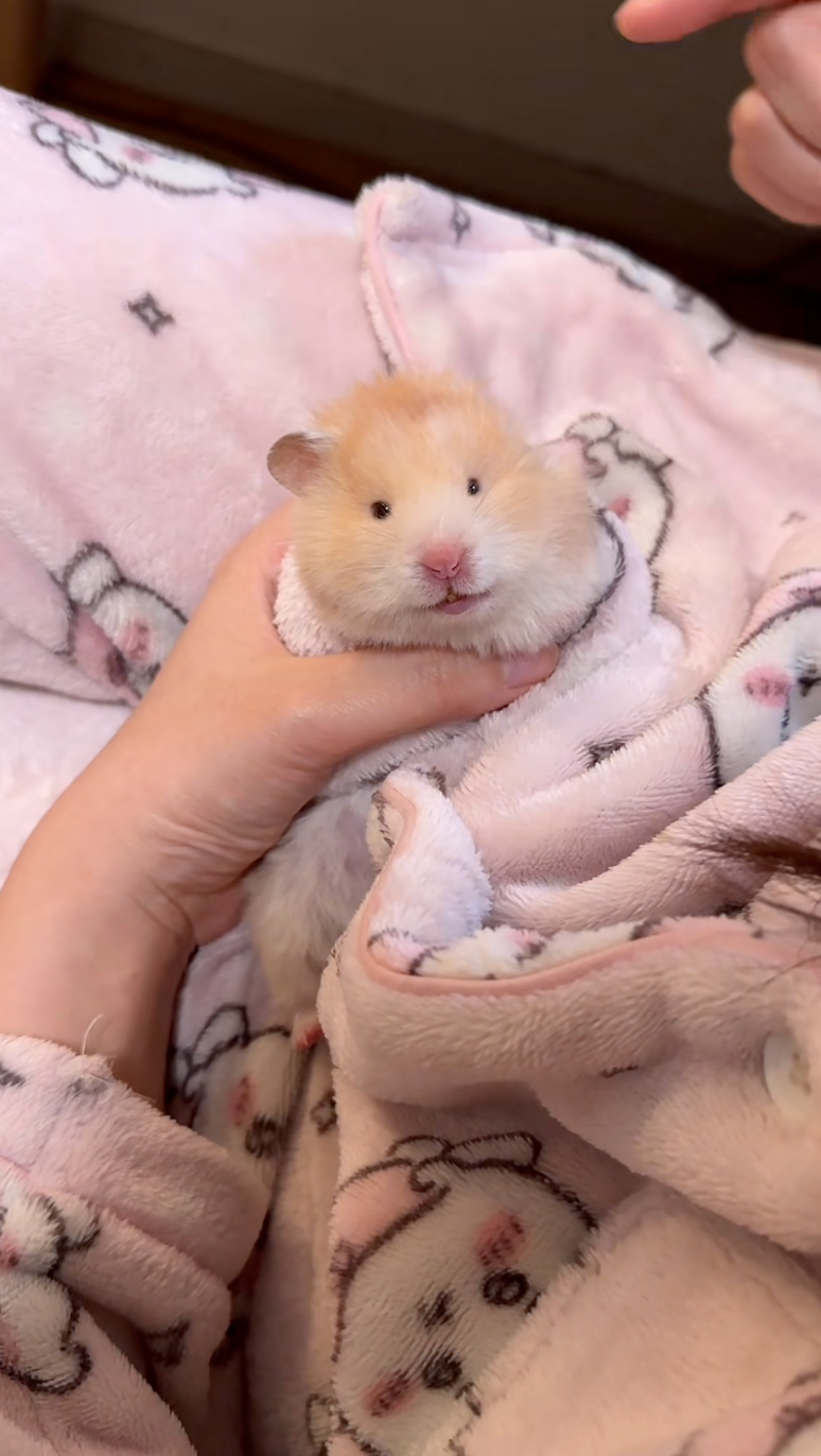 鼠鼠瞬間變成「獨耳」了～