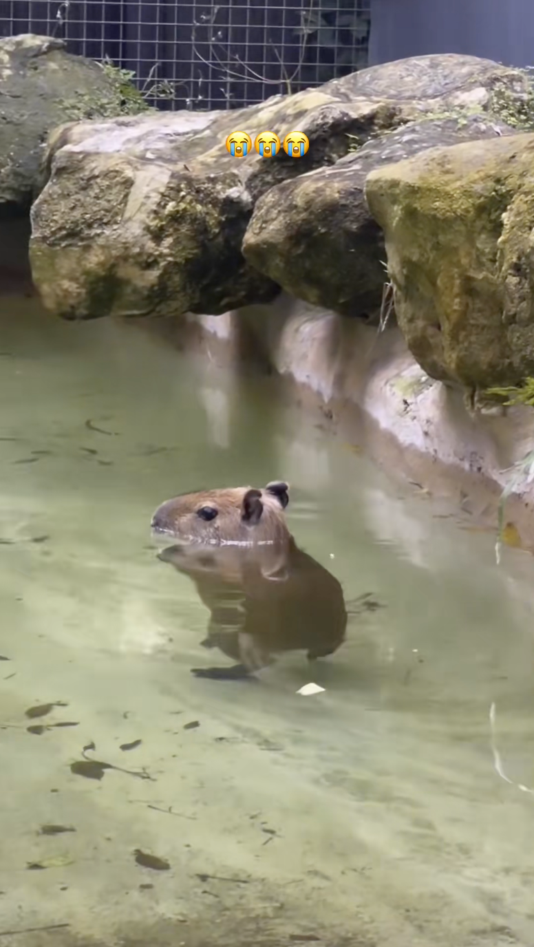 卡皮巴拉水中漫步　折射出「矮胖」身影萌翻眾：看起來鬼鬼祟祟的