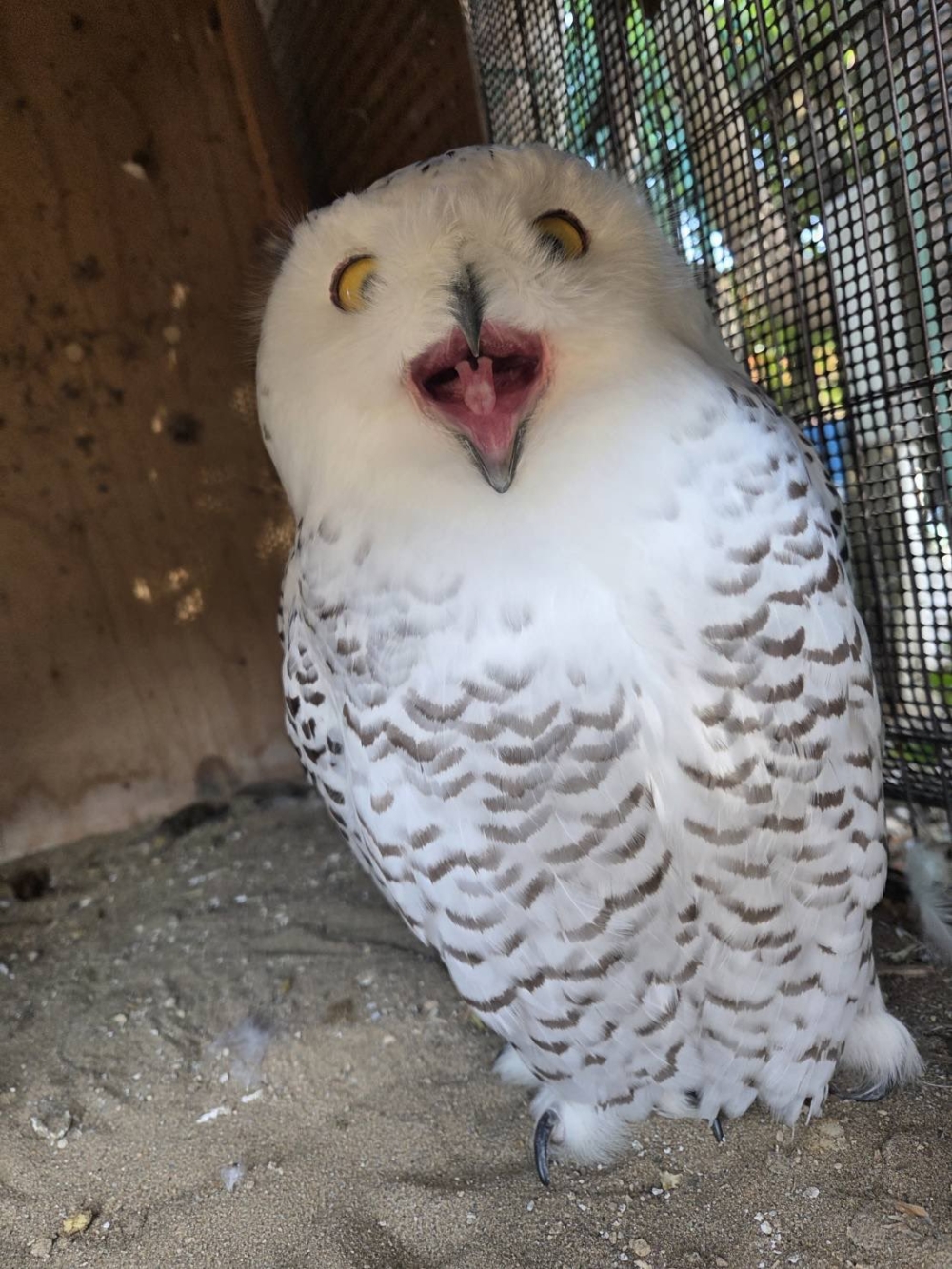 洛克的嘴角微微上揚，露出似笑非笑的神情，讓人不禁懷疑牠是不是打算偷偷策畫什麼。