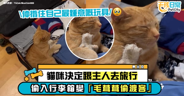 貓咪決定一起去旅行！趁家人收行李偷躺進箱子　網笑翻：行李裡多了一位毛茸乘客！