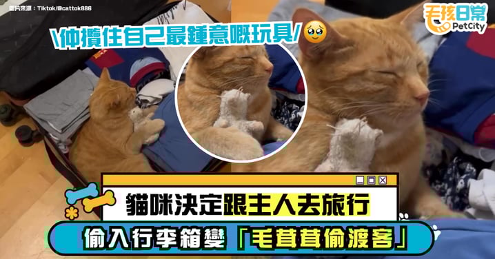 貓咪決定一起去旅行!趁家人收行李偷躺進箱子 網笑翻:行李裡多了一位毛茸乘客!