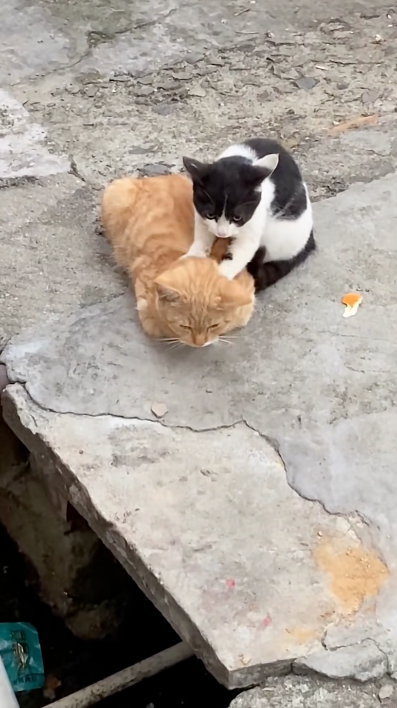 奶牛師父在搓黃油麵團。