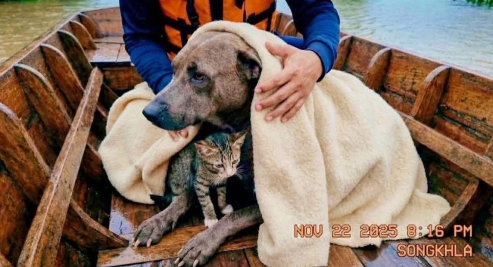 洪水的危險與動物彼此守護的溫暖交織成一幕深具張力的景象。