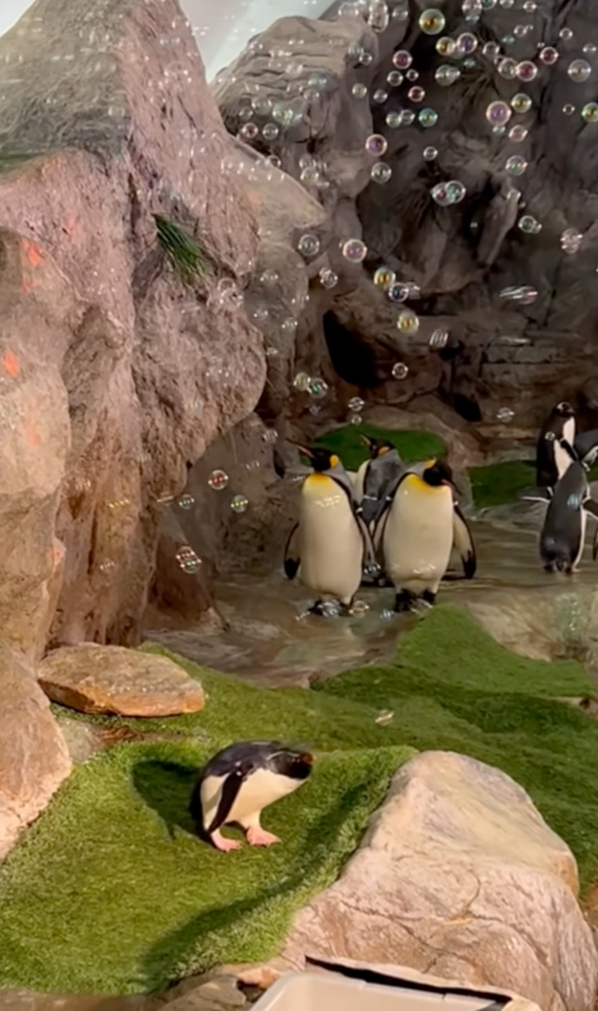 園方表示，這是動物「環境豐富化（Environmental Enrichment）」訓練的一部分。