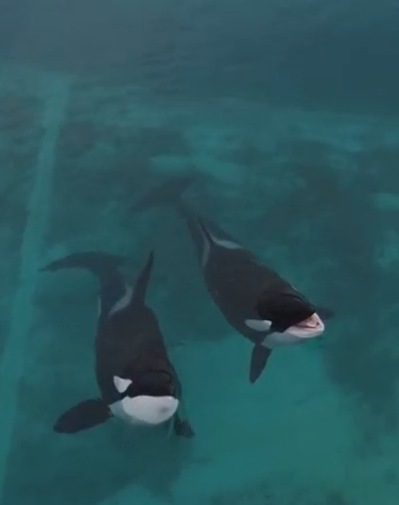 池水設備老化、過濾系統停擺，綠色藻層幾乎覆蓋整個水面。動物權團體警告，這樣的環境遲早會讓牠們生病。甚至死亡。