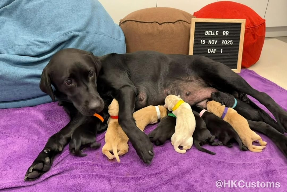 【海關超萌喜訊】黑白拉布拉多爸媽誕下 9 個寶貝！未來搜查精英在此誕生！