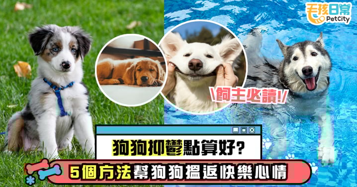 狗狗抑鬱怎麼辦？5個方法幫助狗狗恢復快樂心情 飼主必讀！