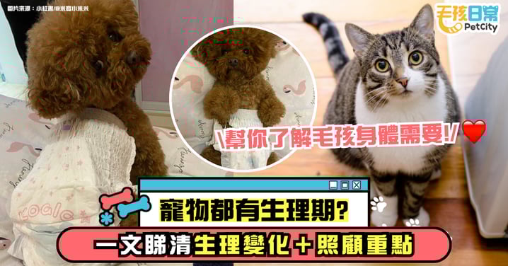 寵物也有生理期？母犬母貓的生理週期大解析｜生理變化+照護要點