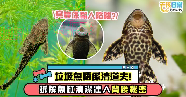 垃圾魚才不是真正的清道夫囉!揭示水族箱清潔達人背後的真相與誤區~