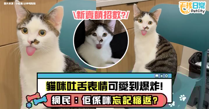 貓咪突然「舌頭外掛」 呆萌表情引爆網友熱議：牠是不是忘記收回去了？【有片】