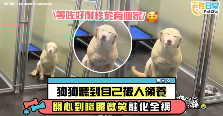 等了好久終於有家！狗狗聽到被領養「瞇眼微笑」的反應融化全網