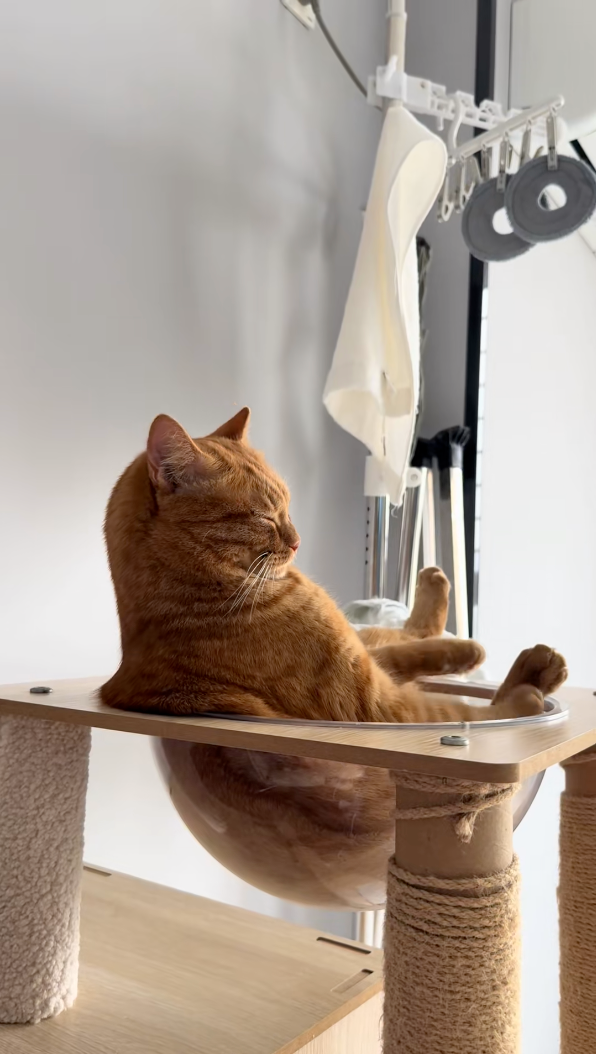 貓咪午睡姿勢太療癒　像極退休阿伯曬太陽！結果被笑聲吵醒怒瞪主人