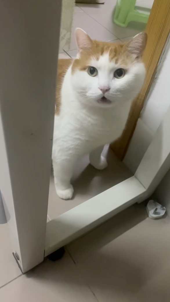 這個圓滾滾的臉一看就很有福氣～