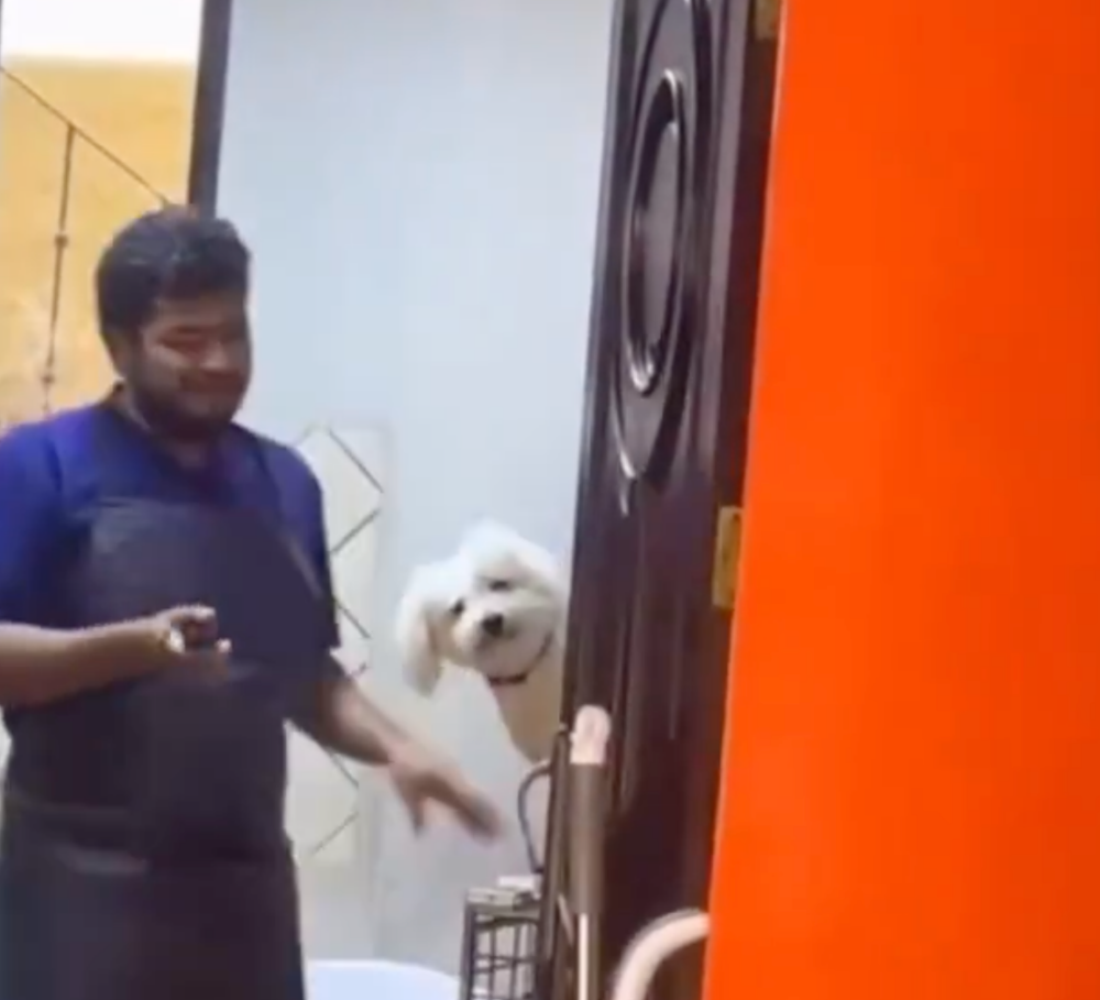 被救小狗害怕再被拋下　洗澡全程緊張觀察主人身影：你不會走掉吧？