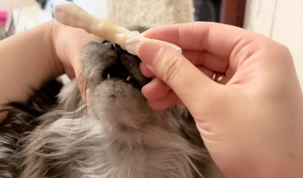 鼻涕拉不完？紙巾狂卷「貓咪靈魂」！網友崩潰：這腦袋真的要被抽乾了