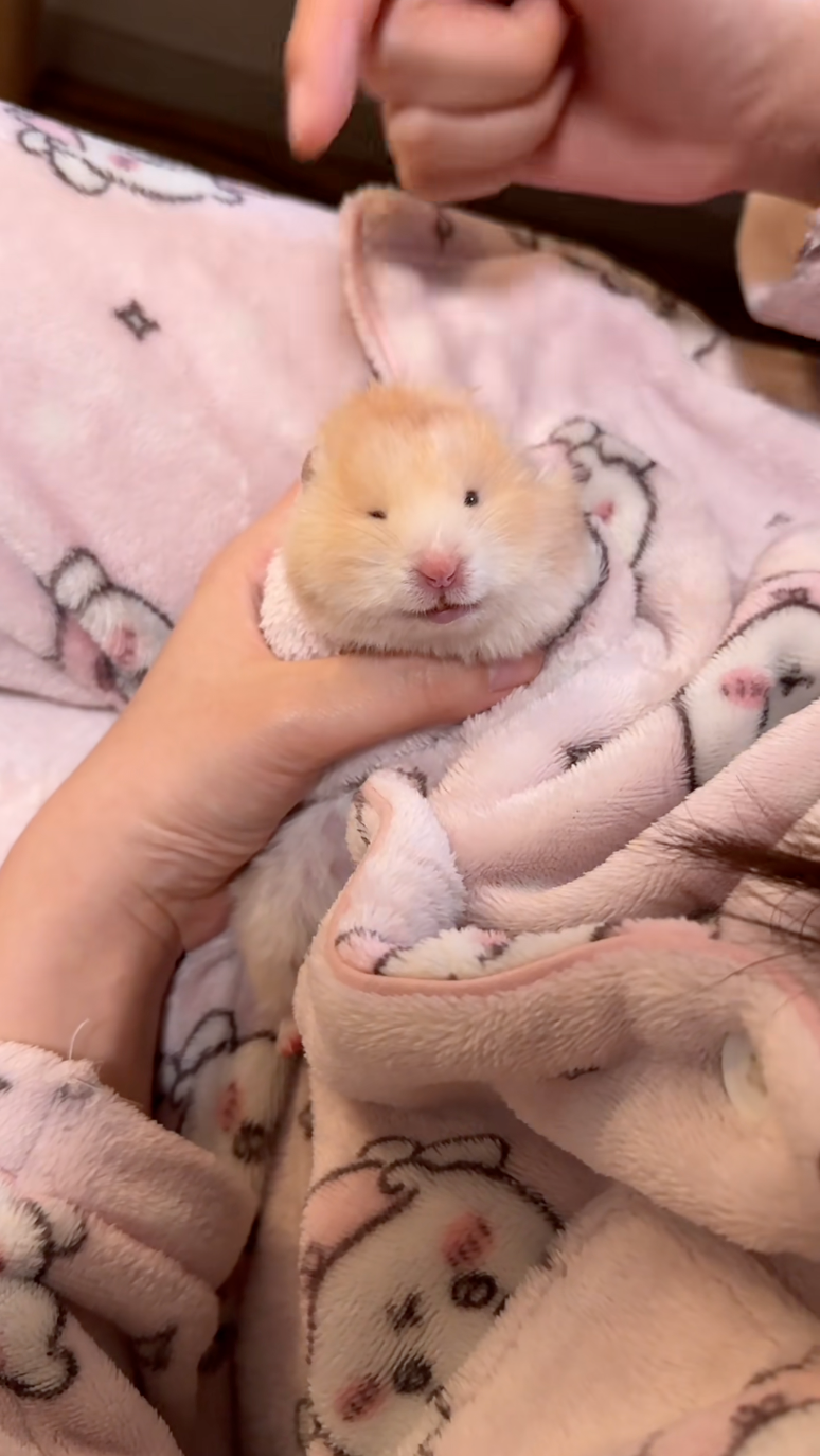 鼠鼠：欸？我耳朵呢？